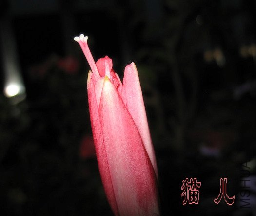 IMG_0504.jpg