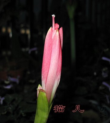 IMG_0503.jpg
