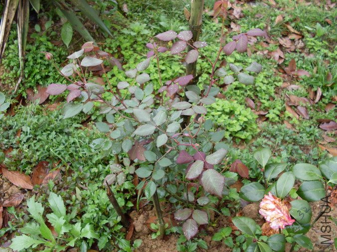 �ٶ�ͷ�죬��