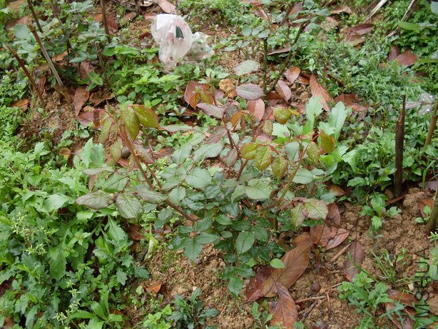 �󻨳�ɫ������