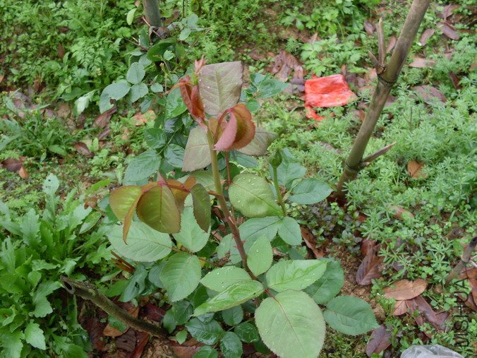 �ٵ¹�����