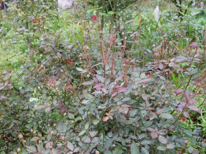 ��Ҷ�ر��¼�