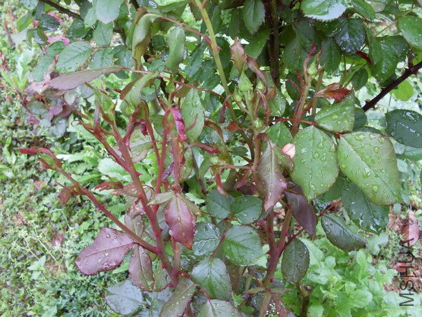 ��ľ�¼���ͷ��