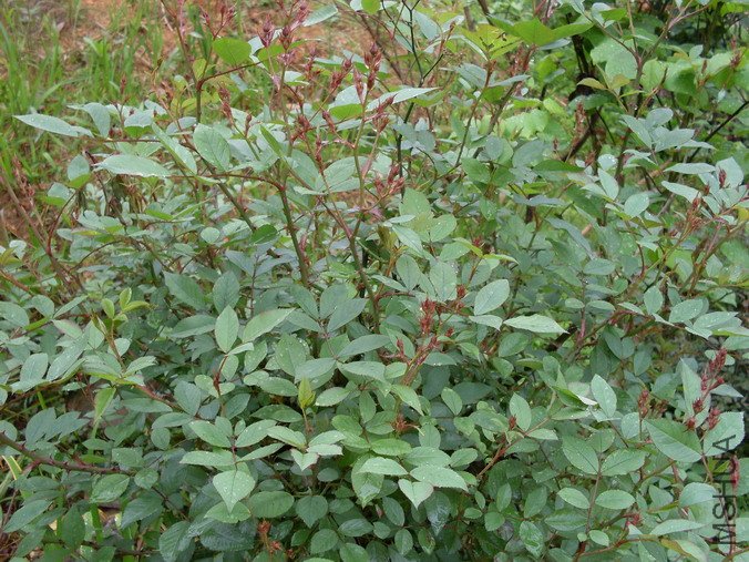 ����ľ�õ�Ұ��Ǿޱ