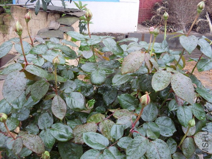 ���¼�������