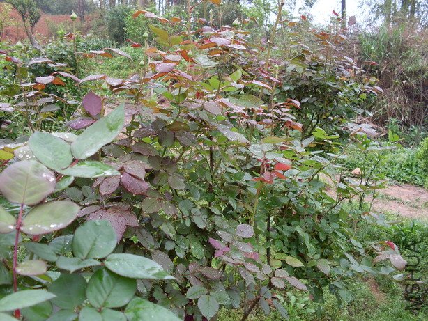 ����Ⱥ��