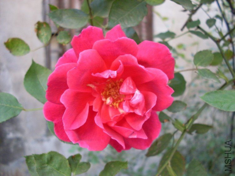 ��ľ�¼��������Ļ�ɫ��Ũ��Ĳ��㡣�ǳ�ϲ����һ��Ʒ��