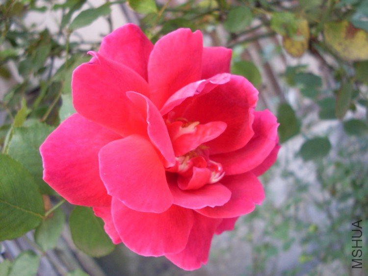 ��ľ�¼��������Ļ�ɫ��Ũ��Ĳ��㡣�ǳ�ϲ����һ��Ʒ��