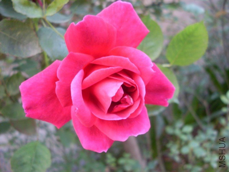 ��ľ�¼��������Ļ�ɫ��Ũ��Ĳ��㡣�ǳ�ϲ����һ��Ʒ��