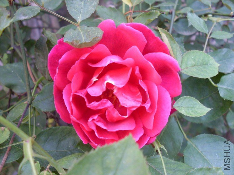 ��ľ�¼��������Ļ�ɫ��Ũ��Ĳ��㡣�ǳ�ϲ����һ��Ʒ��