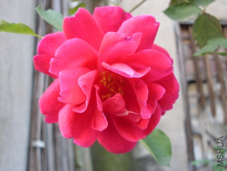 ��ľ�¼��������Ļ�ɫ��Ũ��Ĳ��㡣�ǳ�ϲ����һ��Ʒ��