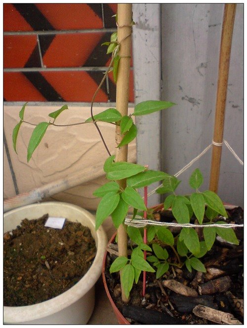 Ҷ�Ӻ�����˵�