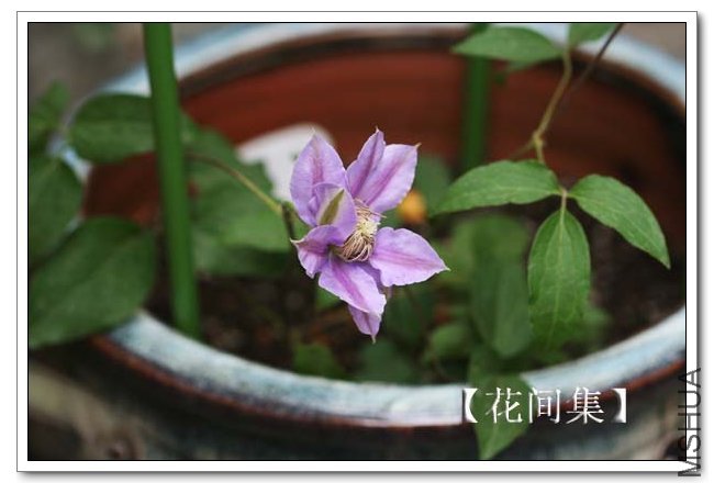 IMG_4234 ����.jpg