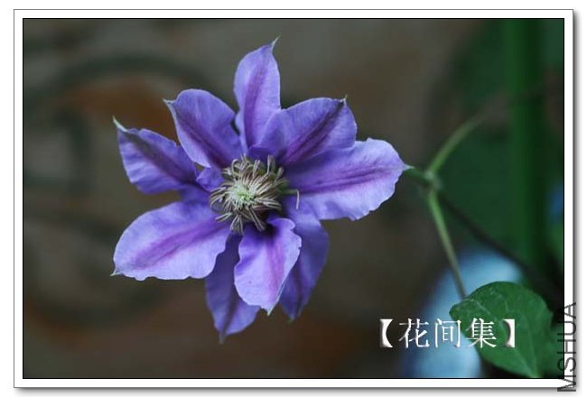 IMG_4235 ����.jpg