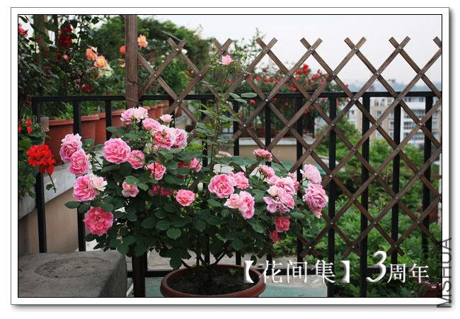 IMG_5139 ����.jpg