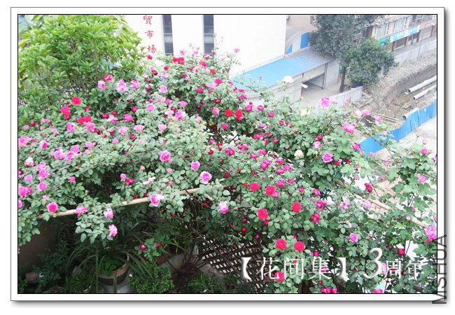 IMG_4181 ����.jpg