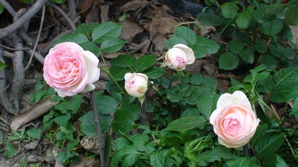 090417_025.jpg