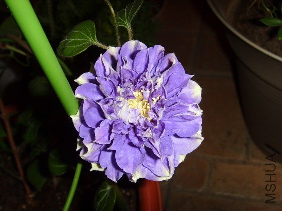 ���� SSL27831.jpg