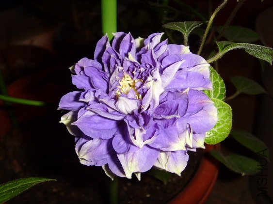 ���� SSL27829.jpg