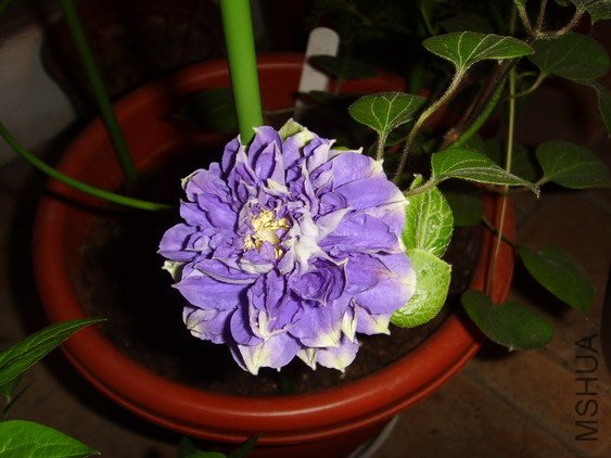 ���� SSL27830.jpg