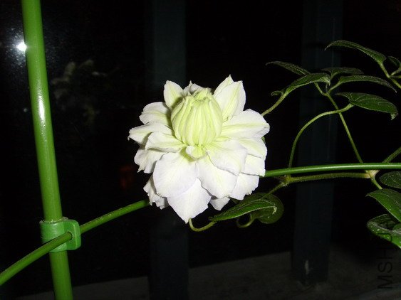 ���� SSL27838.jpg