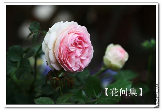 IMG_4297 ����.jpg