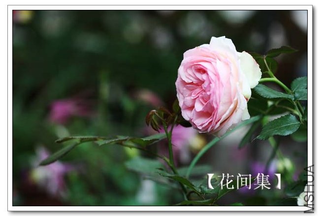 IMG_4296 ����.jpg