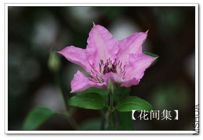 IMG_4267 ����.jpg