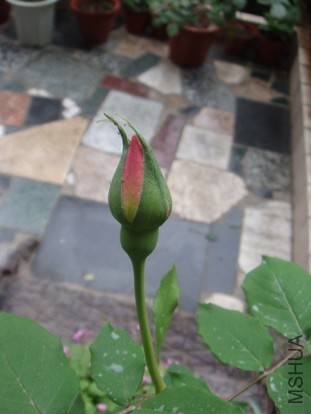 DSC02266.JPG