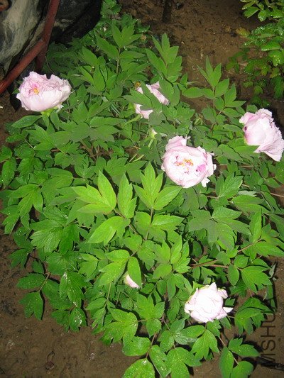 IMG_1440.JPG