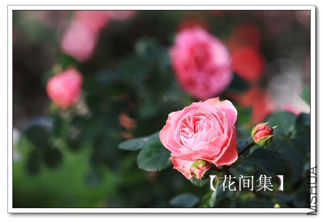 IMG_5419 ����.jpg