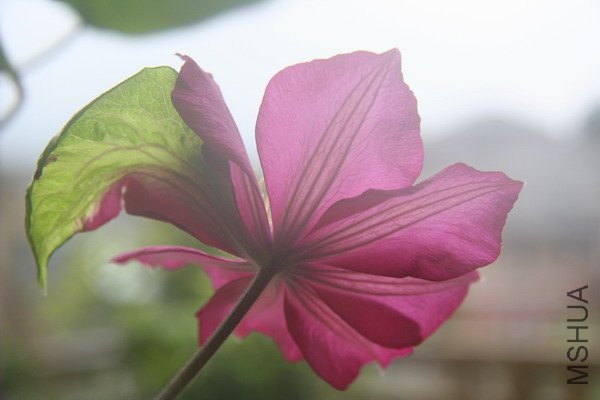 ���ı���