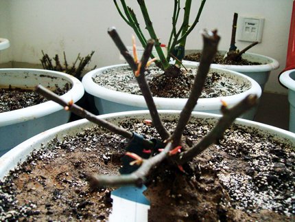 100_1059.jpg