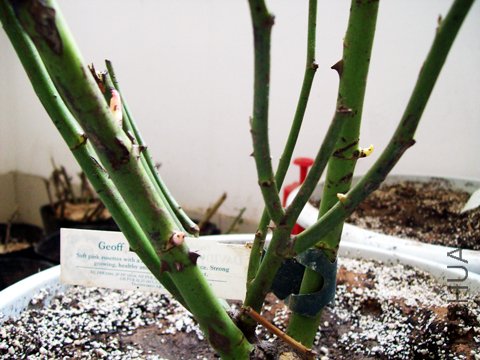100_1060.jpg