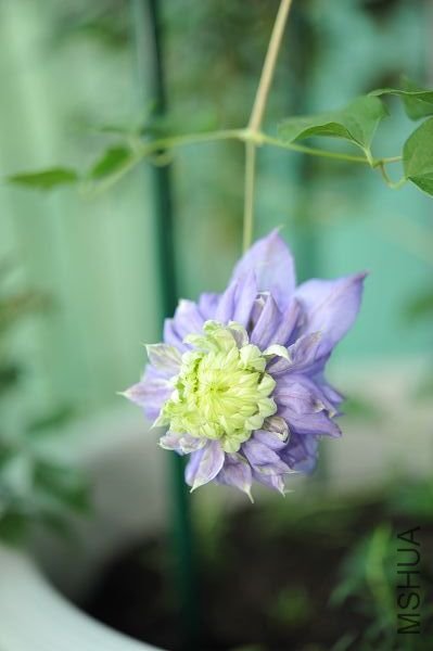 20090417����BLUE LIGHT.JPG