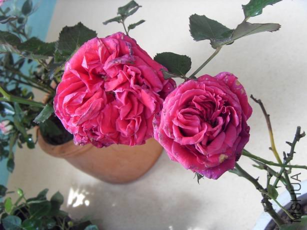 ������С SDC11764.JPG