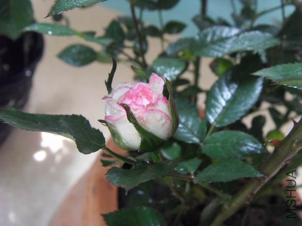 ������С SDC11761.JPG