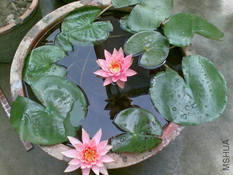 ������С 20090416(021).jpg