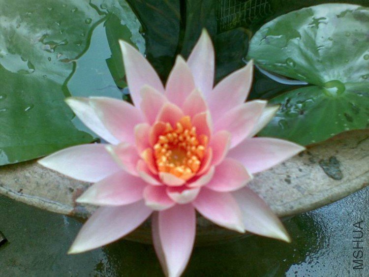 ������С 20090416(007).jpg