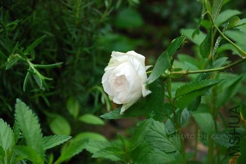 nEO_IMG_DSC_0099.jpg