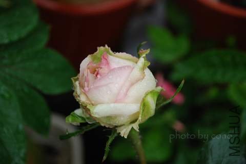 nEO_IMG_DSC_0071.jpg