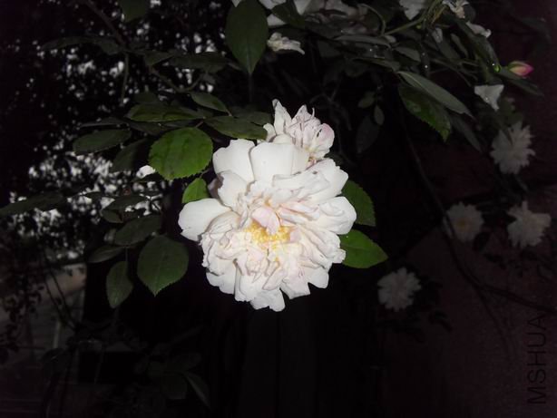 ������С SDC11700.JPG