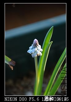 DSC_0017.jpg