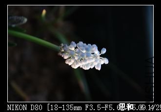 С�ɵ�����