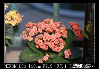DSC_0010.jpg