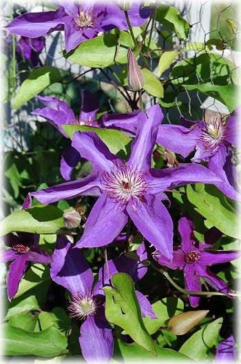 Lady Betty Balfour(����ͼ).jpg