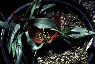 Androcymbium pulchrum.jpg