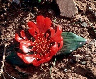 Daubenya aurea ��red form��.jpg