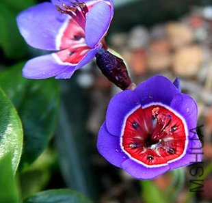 Geissorhiza radians.jpg