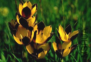 Hesperantha vaginata.jpg